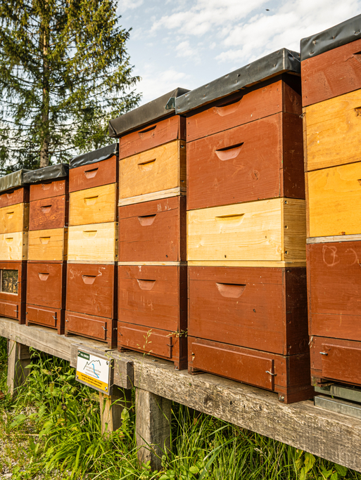 Bienenzucht im Hotel Kleefeld