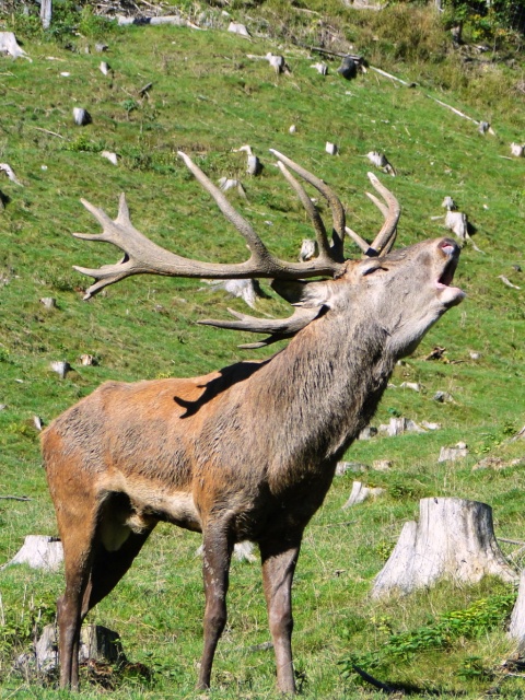 Brunftzeit im Wildpark Kleefeld © Lorenz Masser