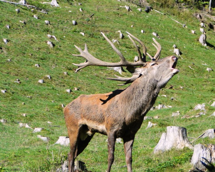Brunfthirsch@Gasthof Kleefeld Hotel GmbH
